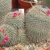 Mammillaria haagena ex elegans v. JLcoll.906.jpg